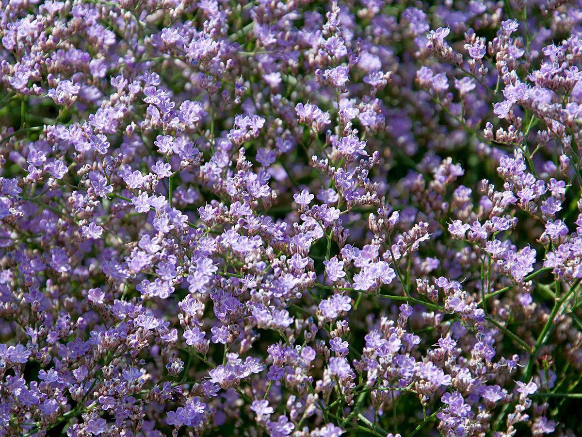 Statice, Strandflieder, Steppenschleier Statice, Strandflieder, Steppenschleier