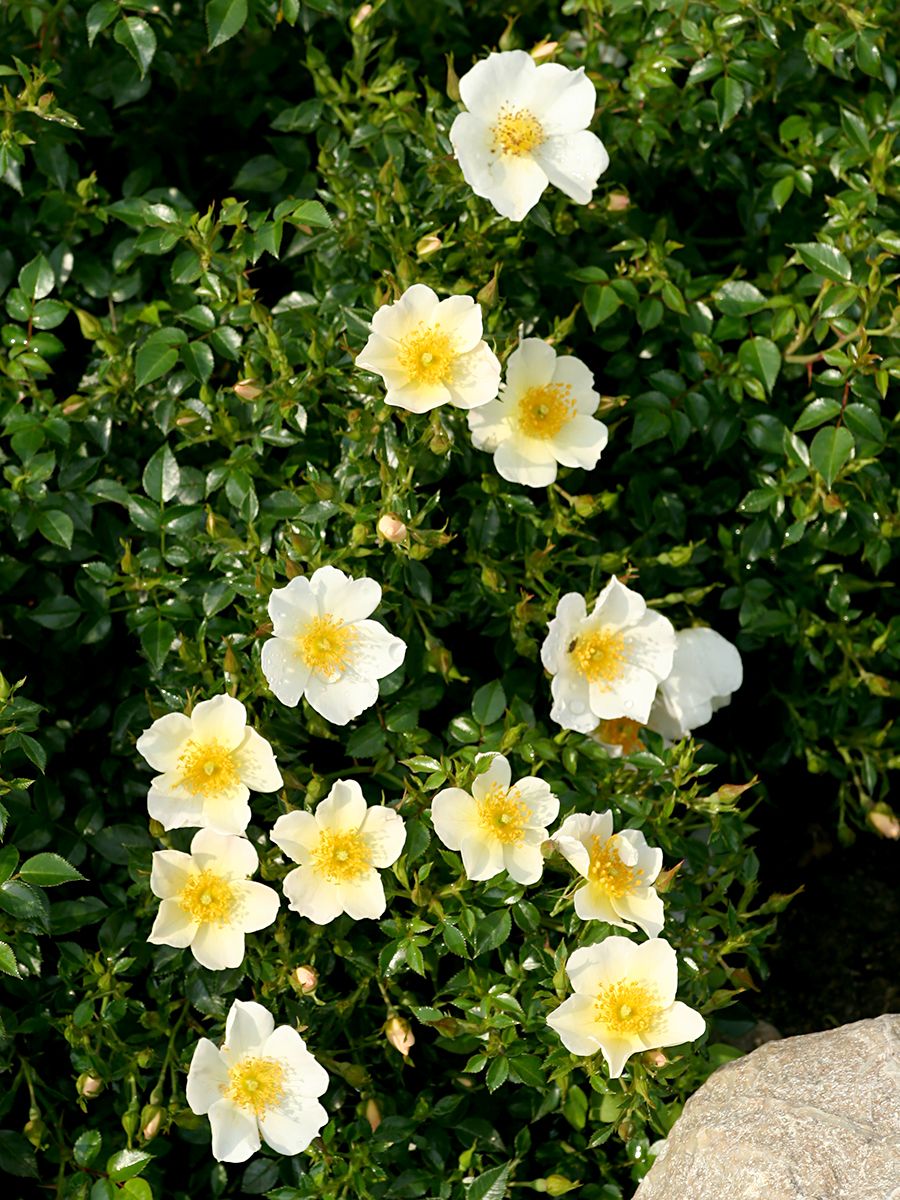 Sonnenröschen® ADR 2003 Patio-/Miniaturrose (anspruchslos) Sonnenröschen® ADR 2003 Patio-/Miniaturrose (anspruchslos)