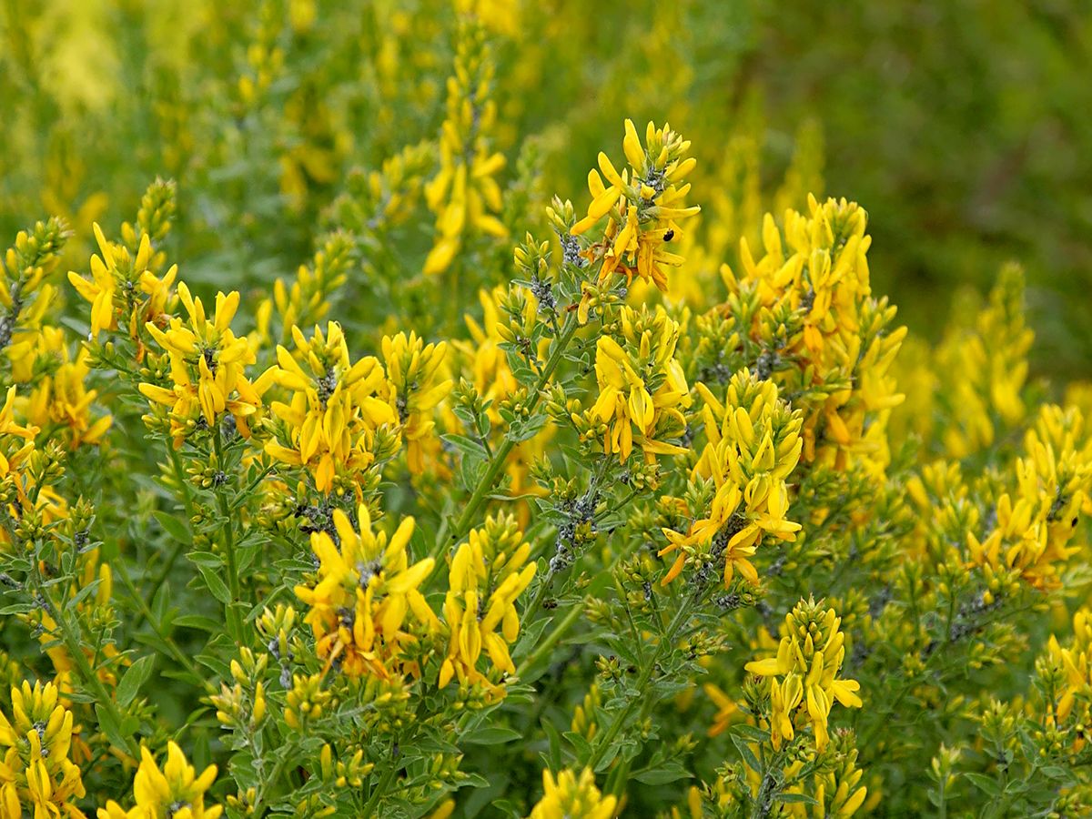 Architektur Pflanzen Swiss Balkon
