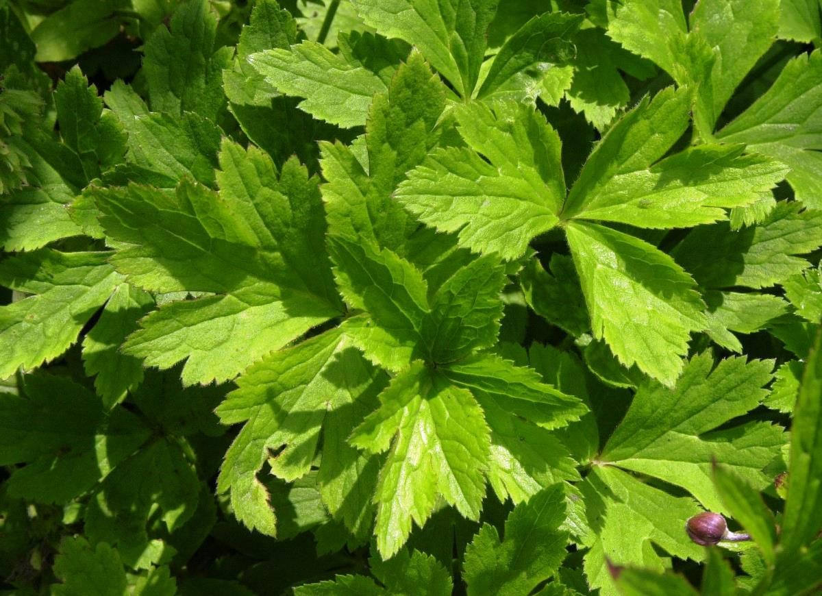 Bachanemone Bachanemone