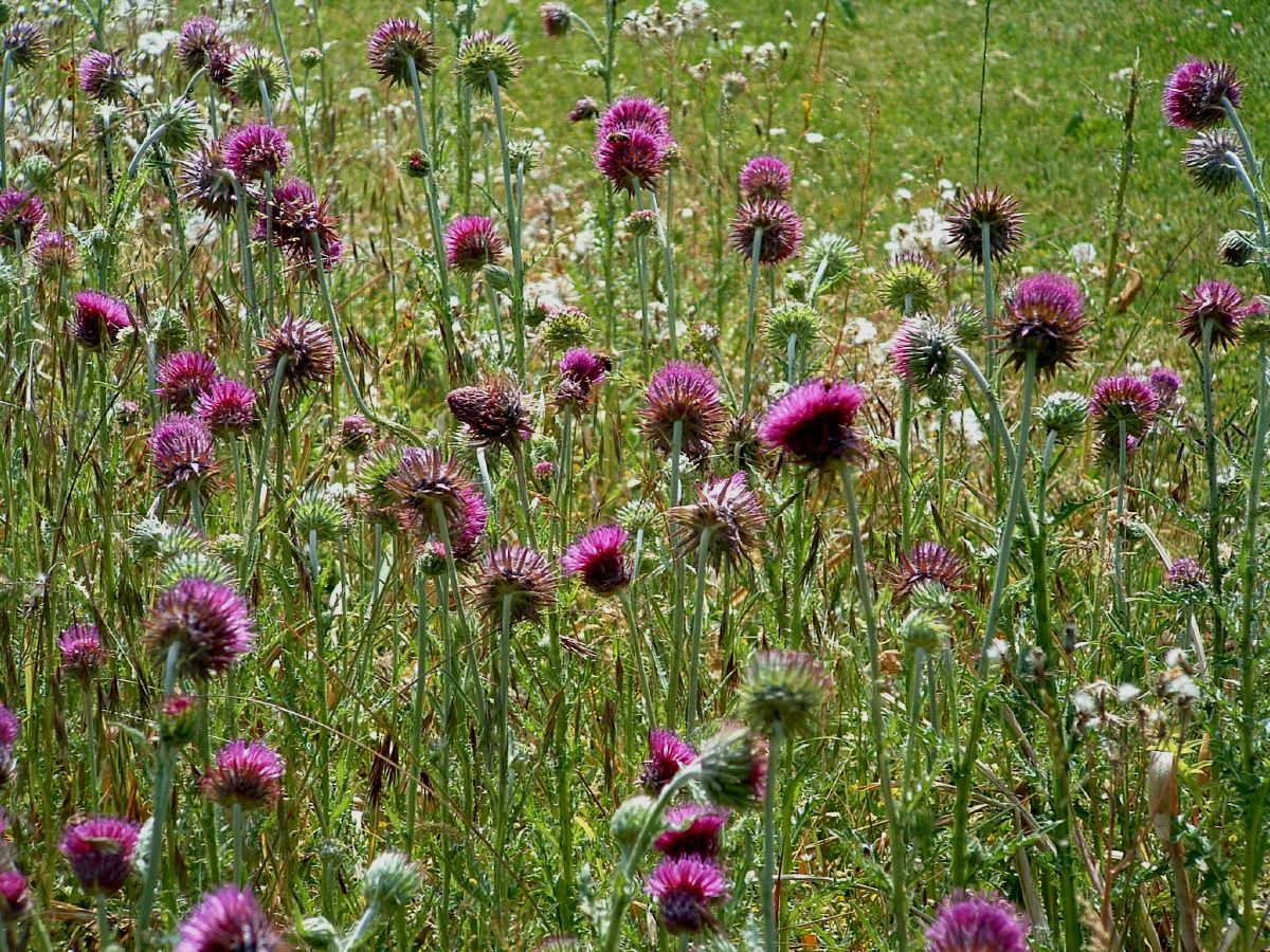 Nickende Distel