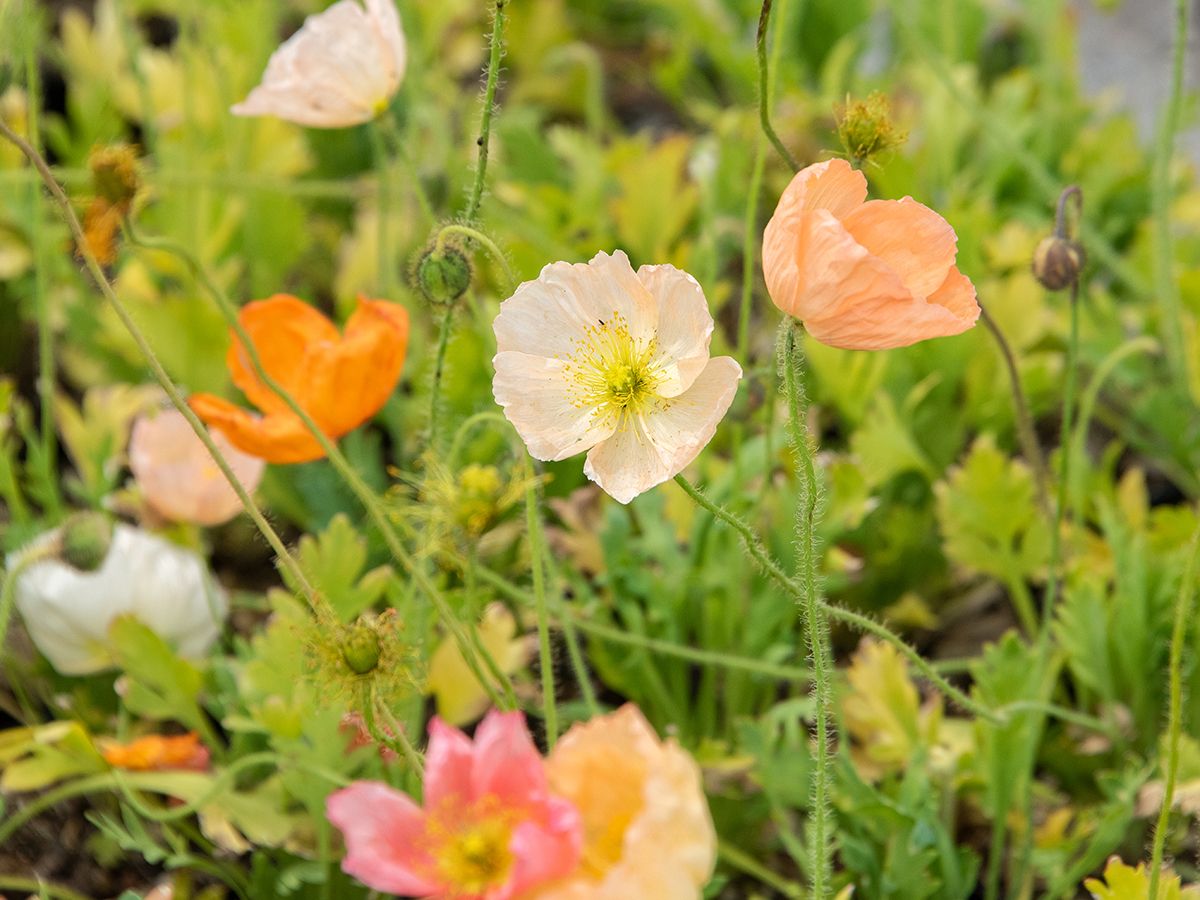 Islandmohn
