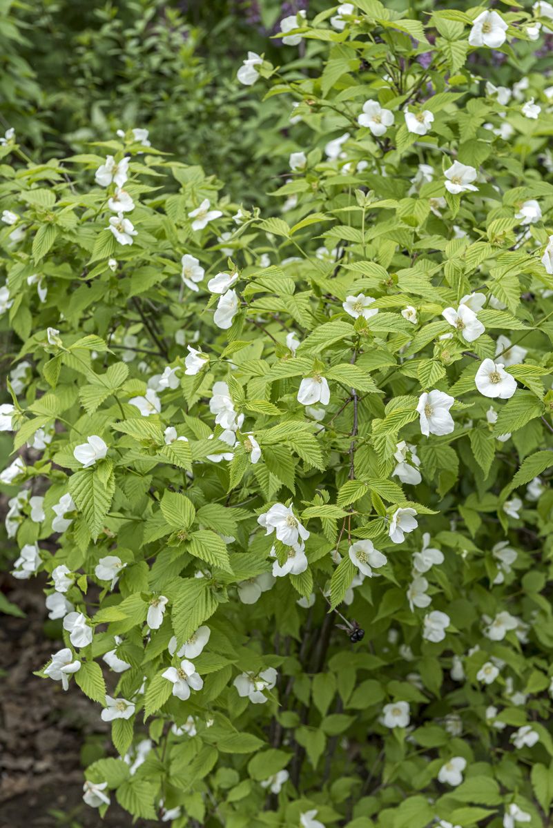 Scheinkerrie Scheinkerrie