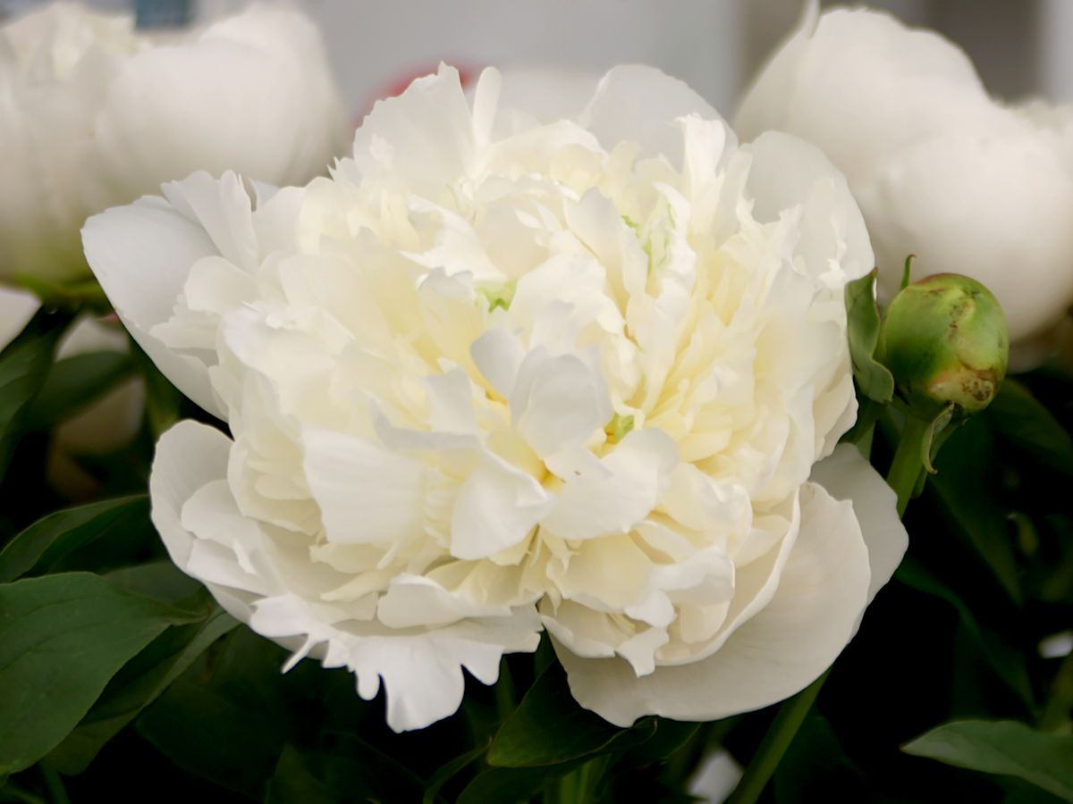 Pfingstrose Duchesse de Nemours