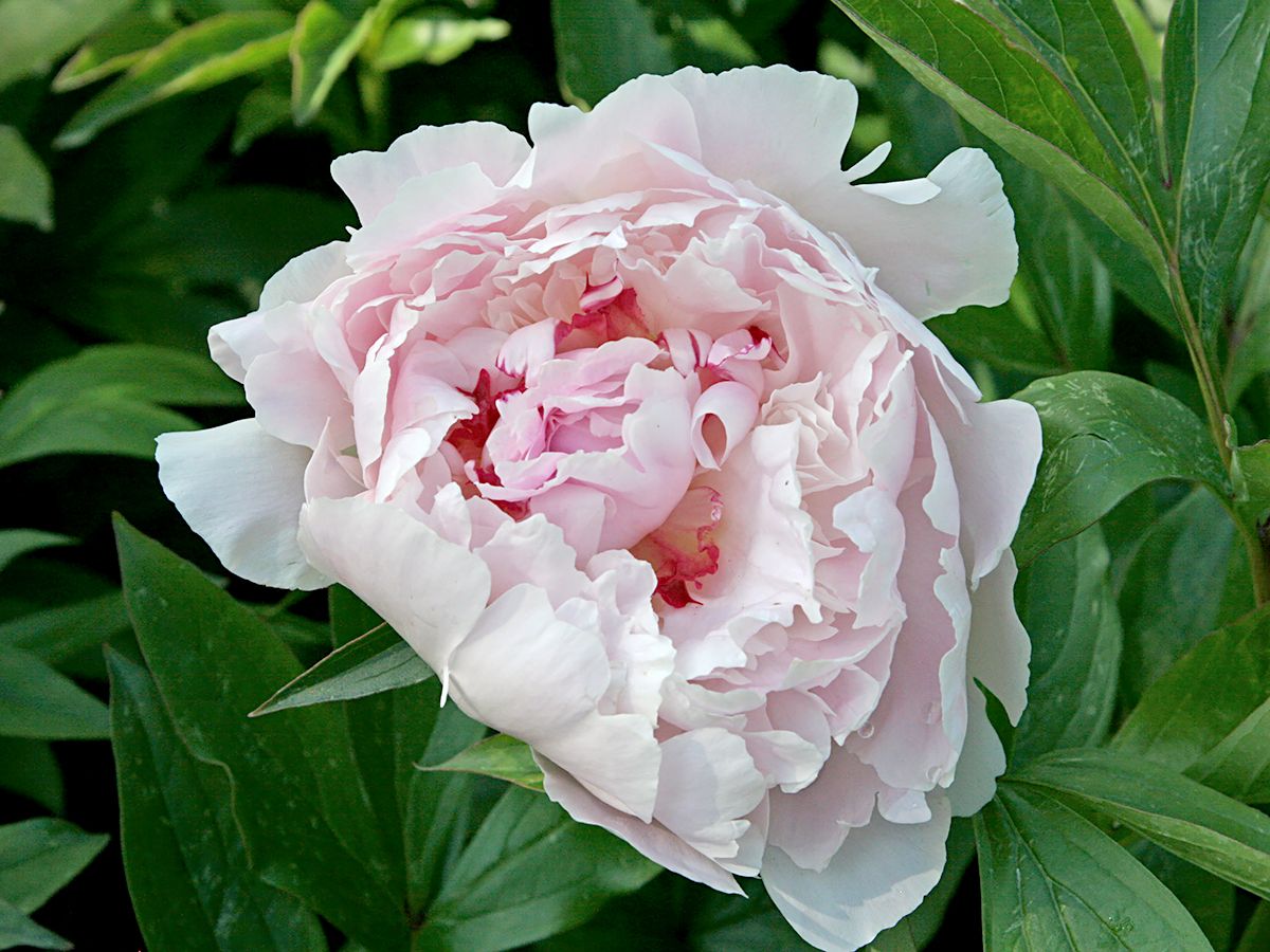 Pfingstrose Lady Alexandra Duff Pfingstrose Lady Alexandra Duff