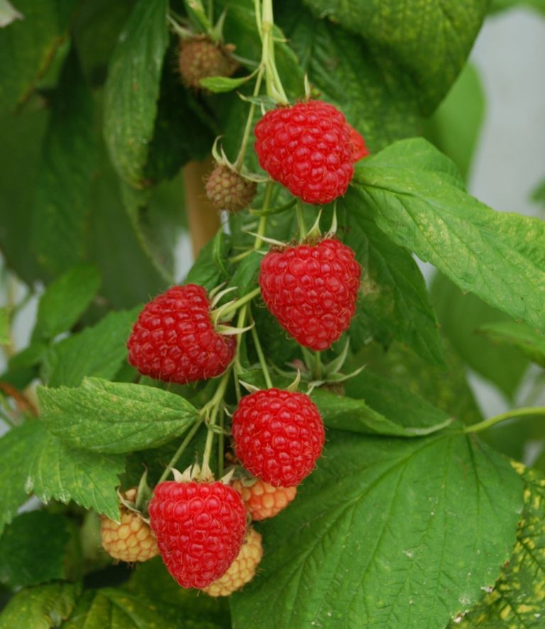 Rubyfall(S) Herbsthimbeere Rubyfall(S) Herbsthimbeere