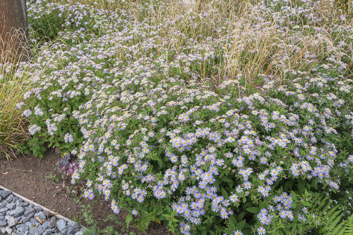 Aster Asran Aster Asran
