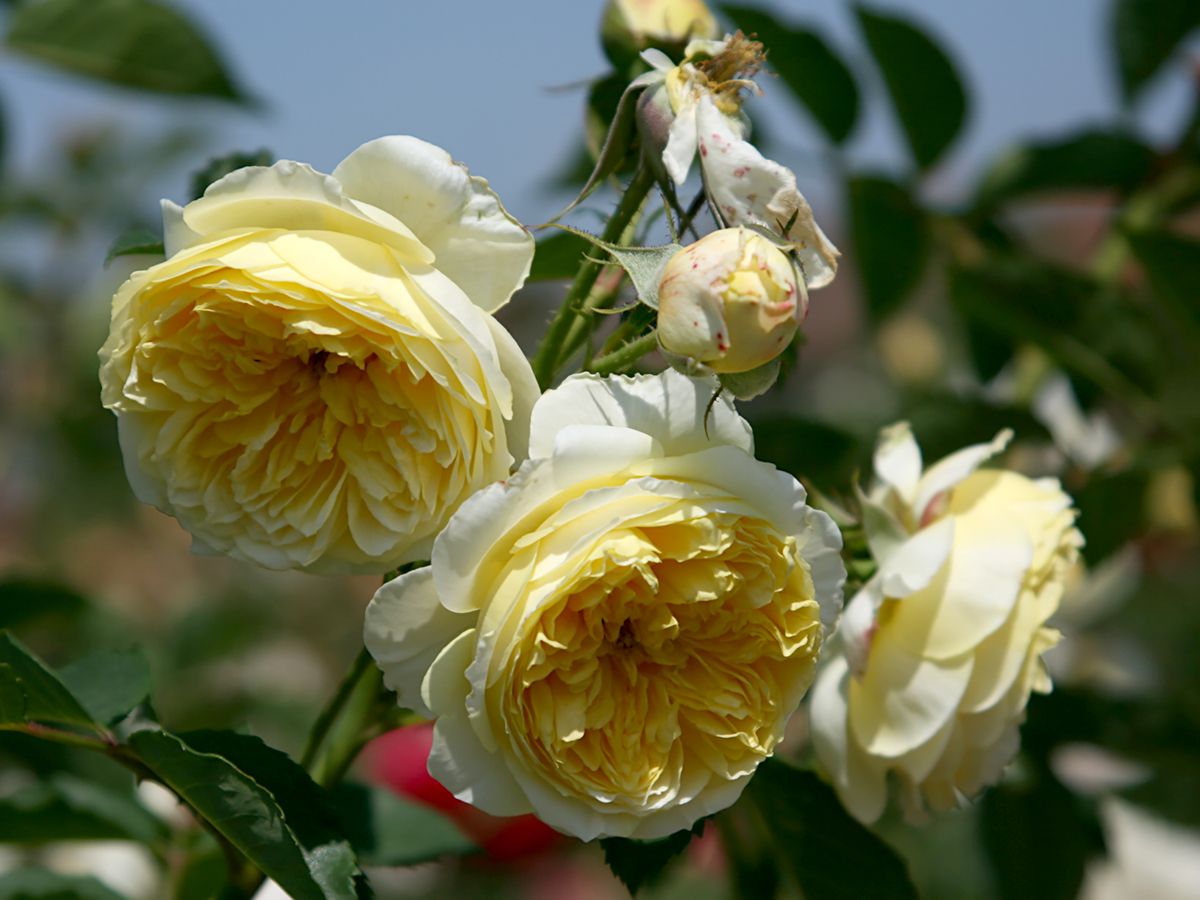 The Pilgrim® Romantische Rose (Englische Rose, starker Duft)