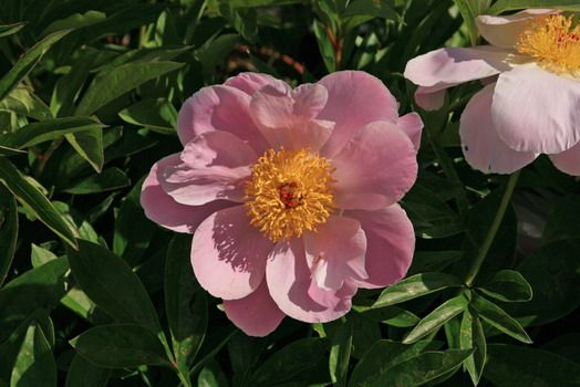 Pfingstrose Nymphe Pfingstrose Nymphe