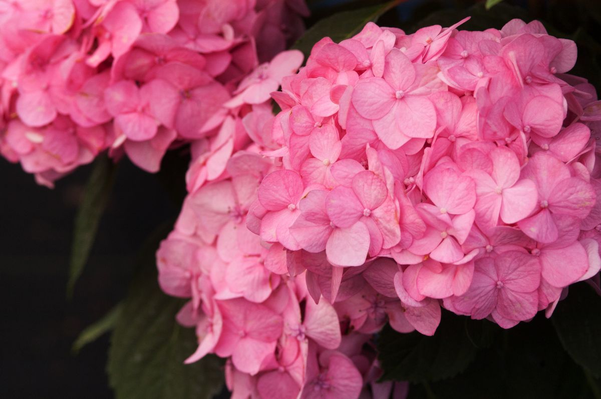 Gartenhortensie BloomStar® Gartenhortensie BloomStar®