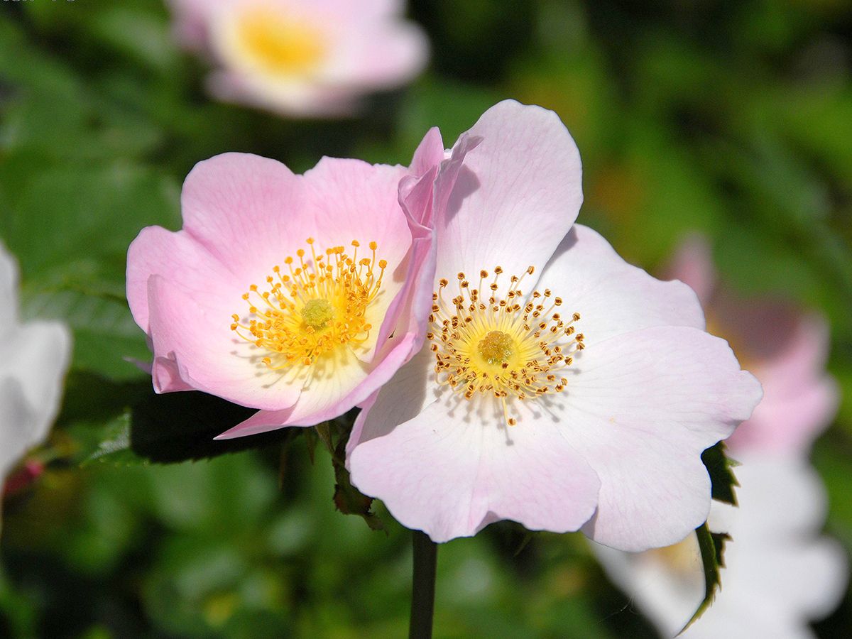 Rauhblättrige Rose