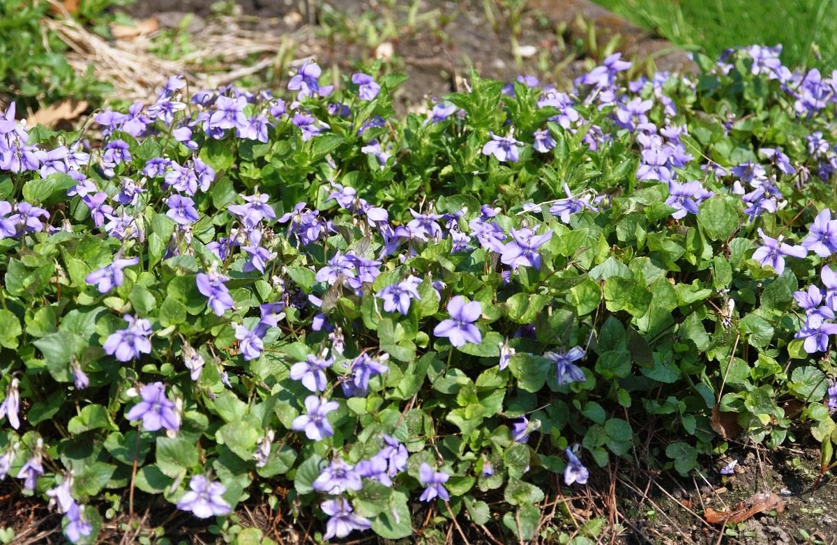 Waldveilchen