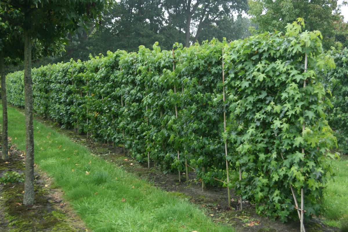 Amberbaum Spalierform, Liquidambar styraciflua Spalierform Hauenstein AG