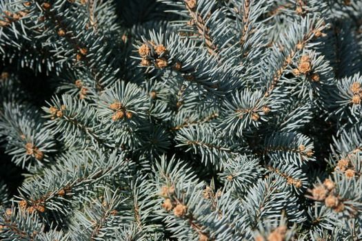 Fichte, Zwergige Blautanne Glauca Globosa Fichte, Zwergige Blautanne Glauca Globosa