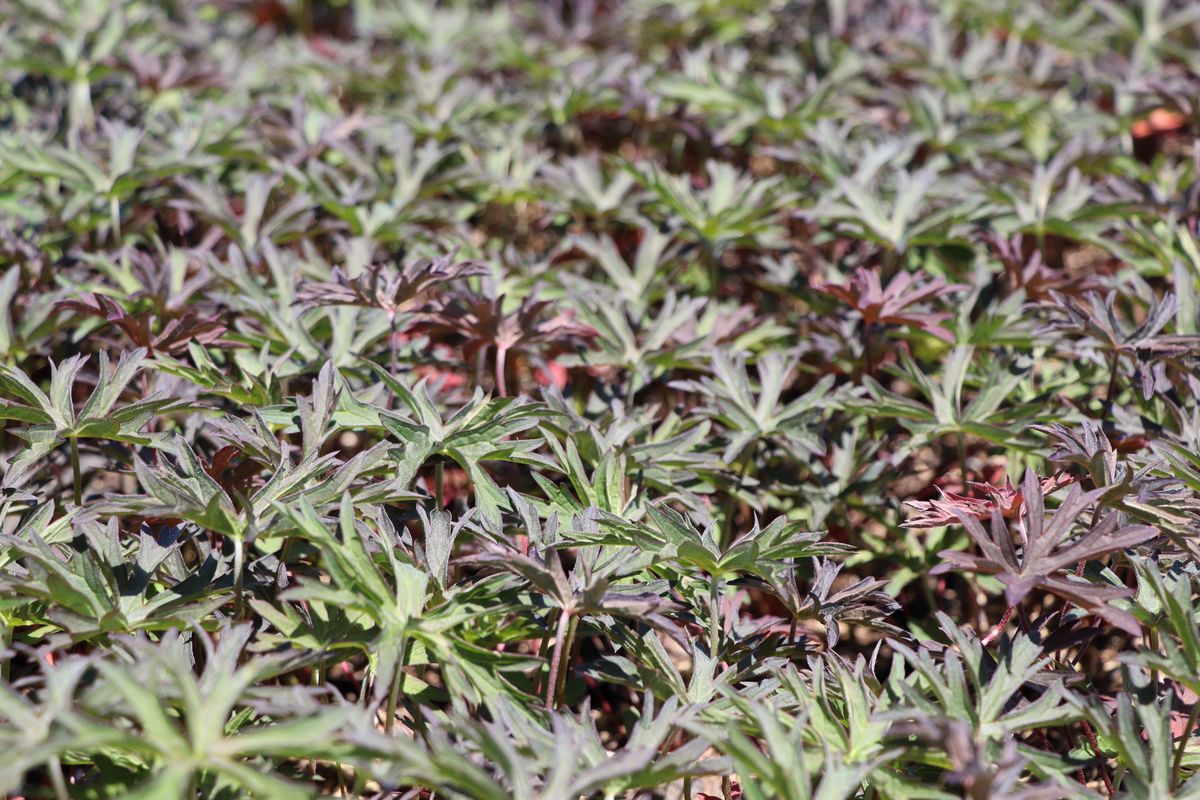 Storchschnabel Femme Fatal