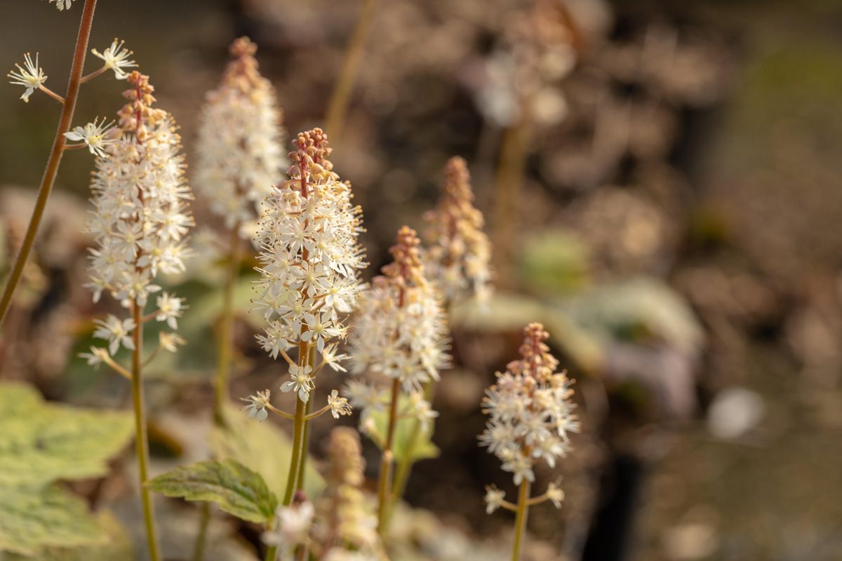 Schaumblüte