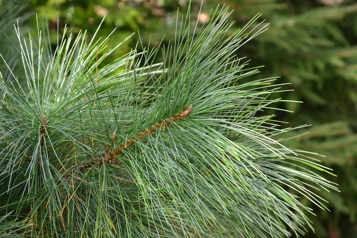 Schwerins Zwergkiefer Wiethorst Schwerins Zwergkiefer Wiethorst