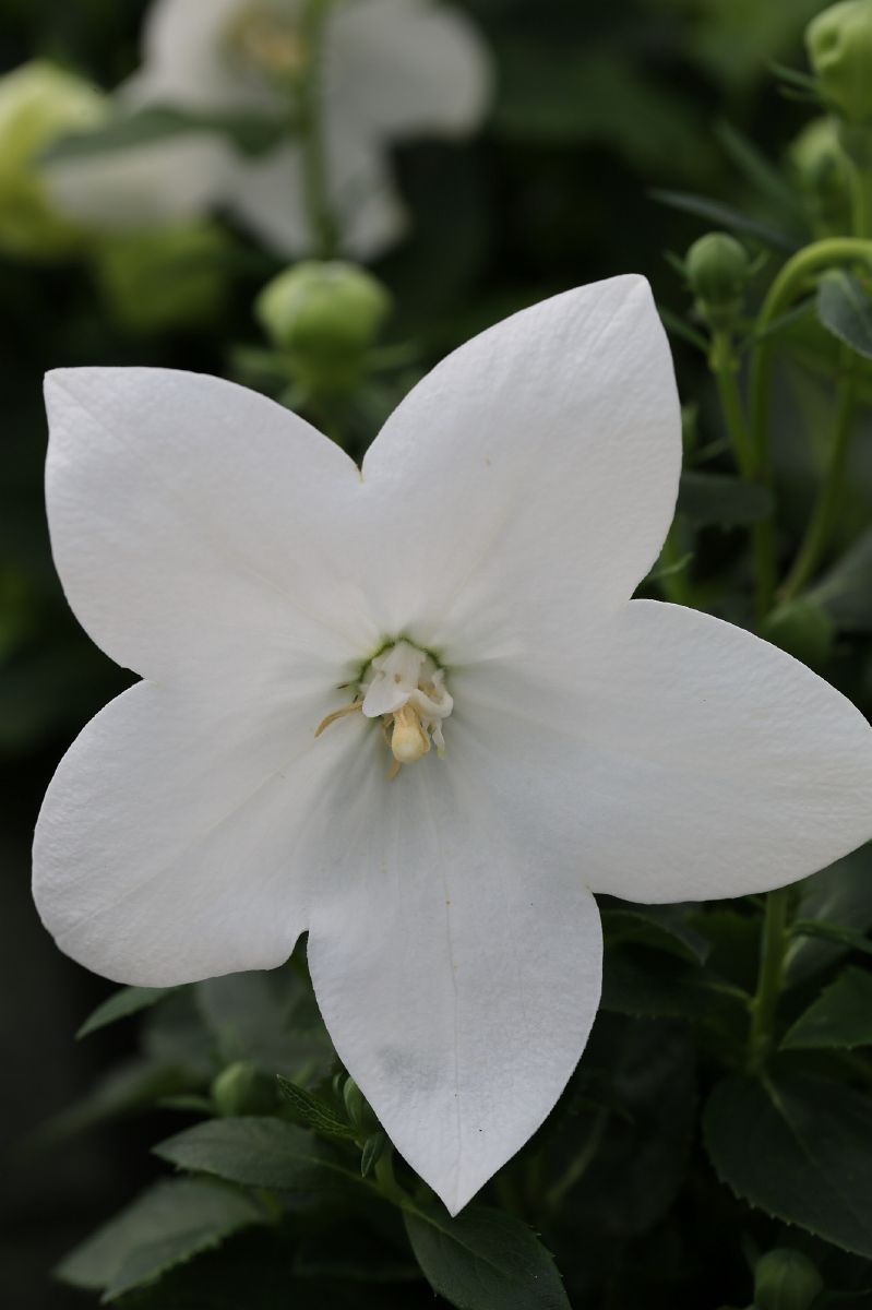 Ballonblume Astra White