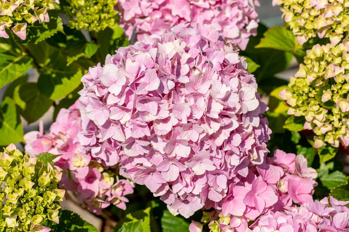 Gartenhortensie Dolly Buster
