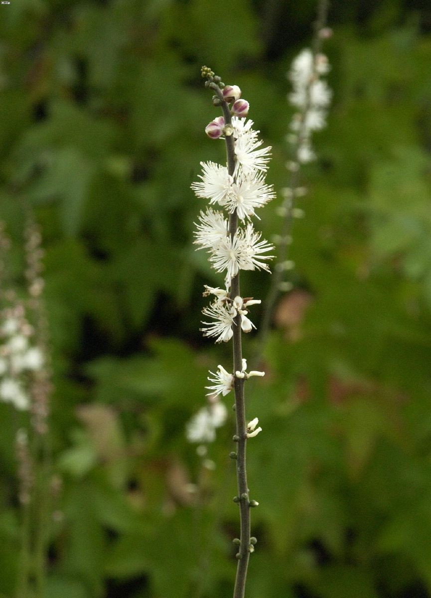 Silberkerze Compacta
