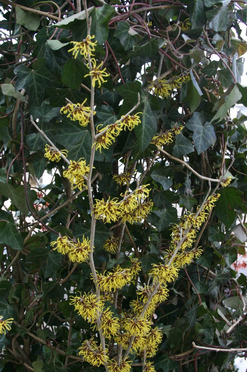 Zaubernuss Arnold Promise Zaubernuss Arnold Promise