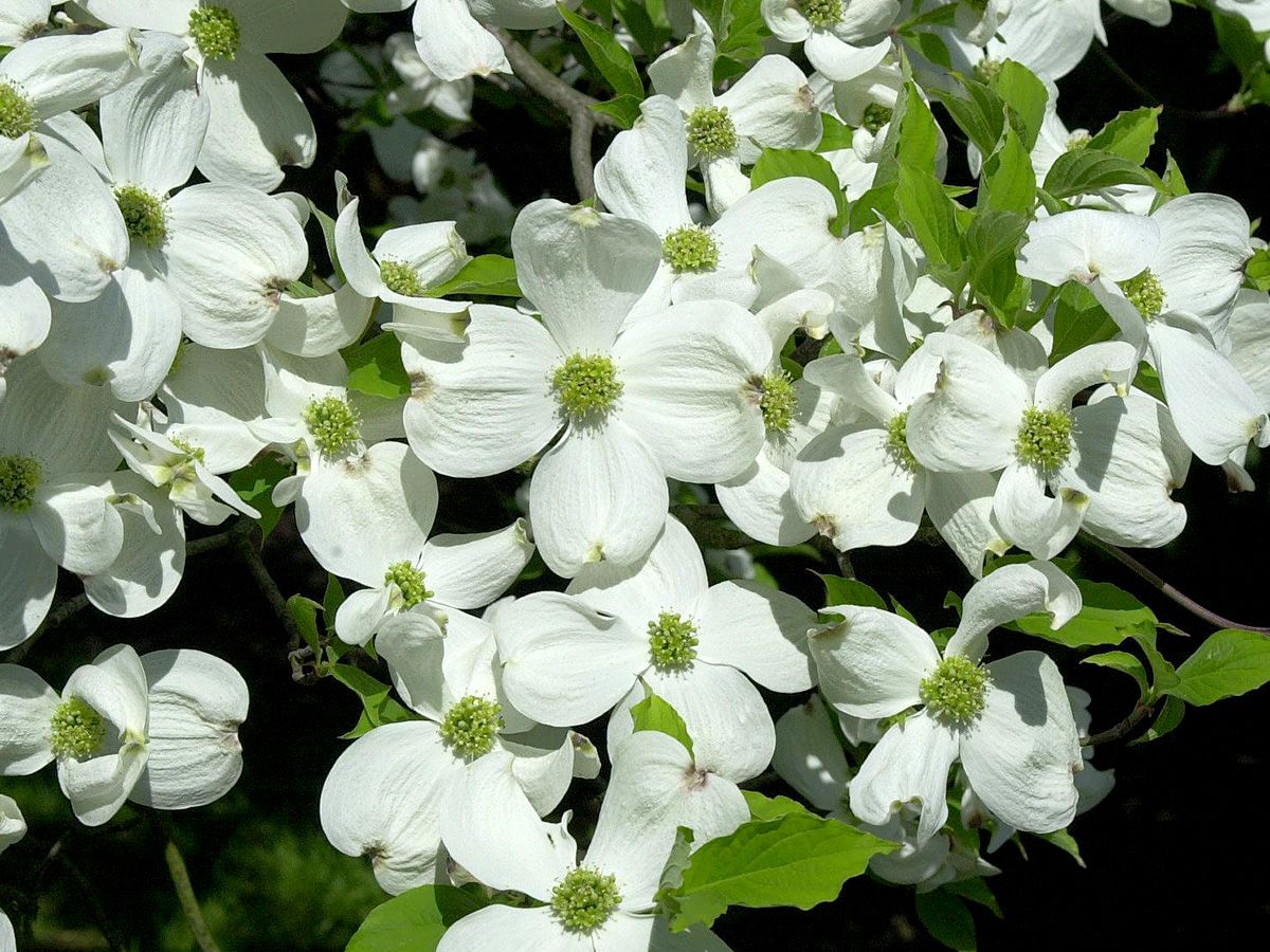 Amerikanischer Blumenhartriegel Amerikanischer Blumenhartriegel