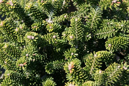 Zwergkoreatanne Oberon Zwergkoreatanne Oberon