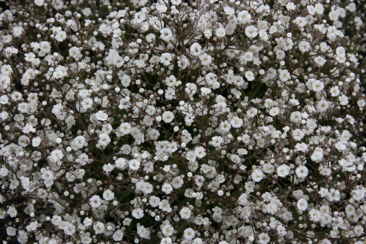 Schleierkraut Summer Sparkles