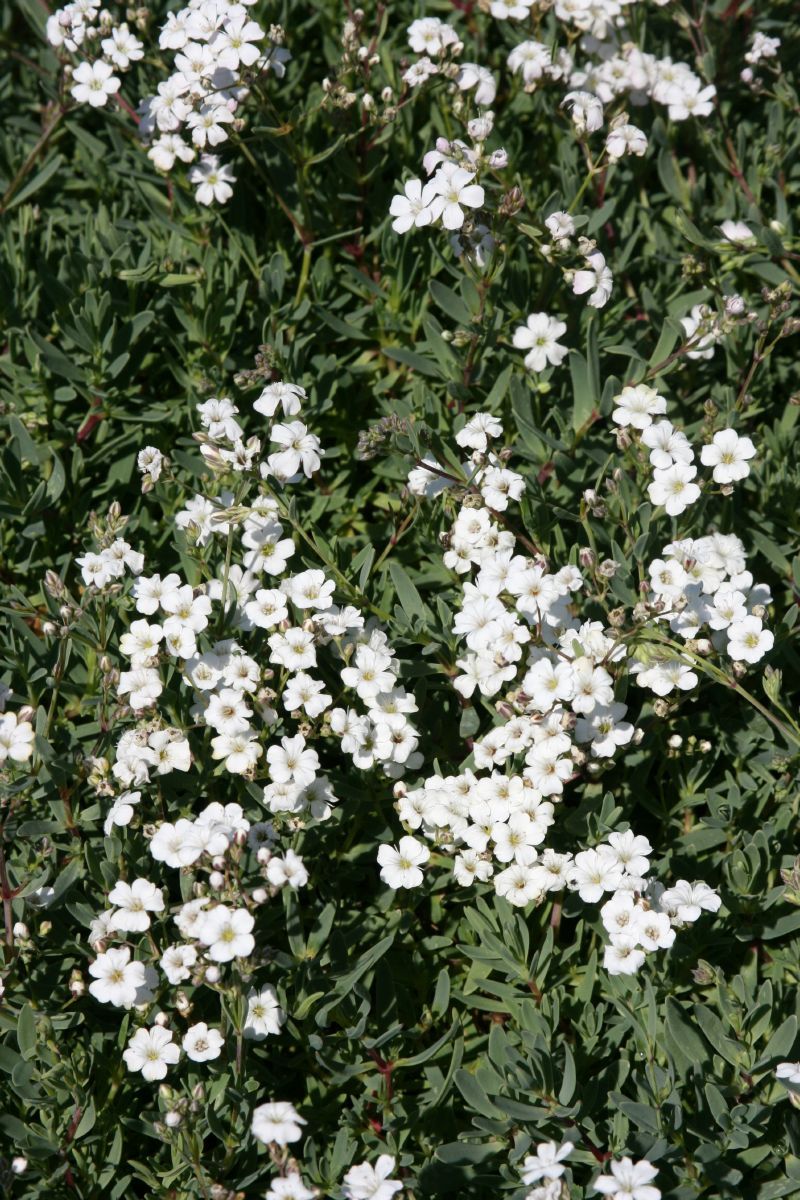Schleierkraut