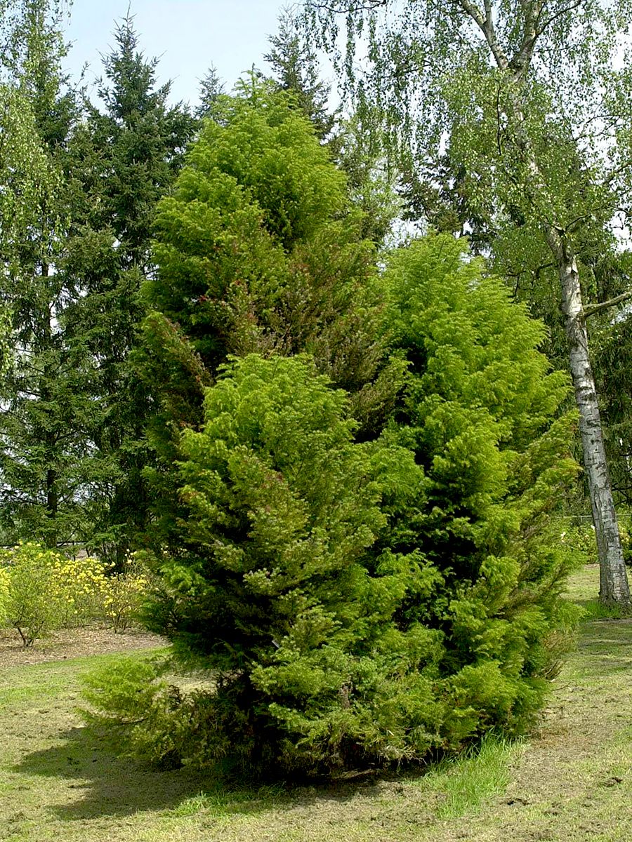 Sicheltanne Elegans Viridis