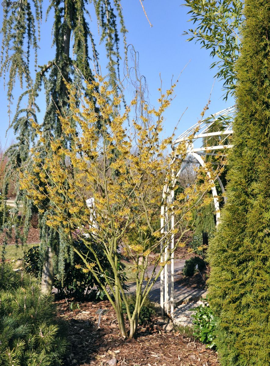 Zaubernuss Westerstede Zaubernuss Westerstede