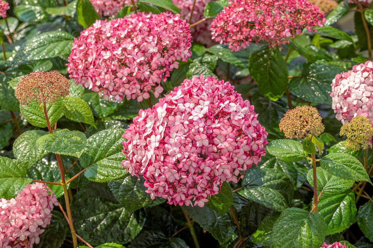 Schneeballhortensie Pink Annabelle®