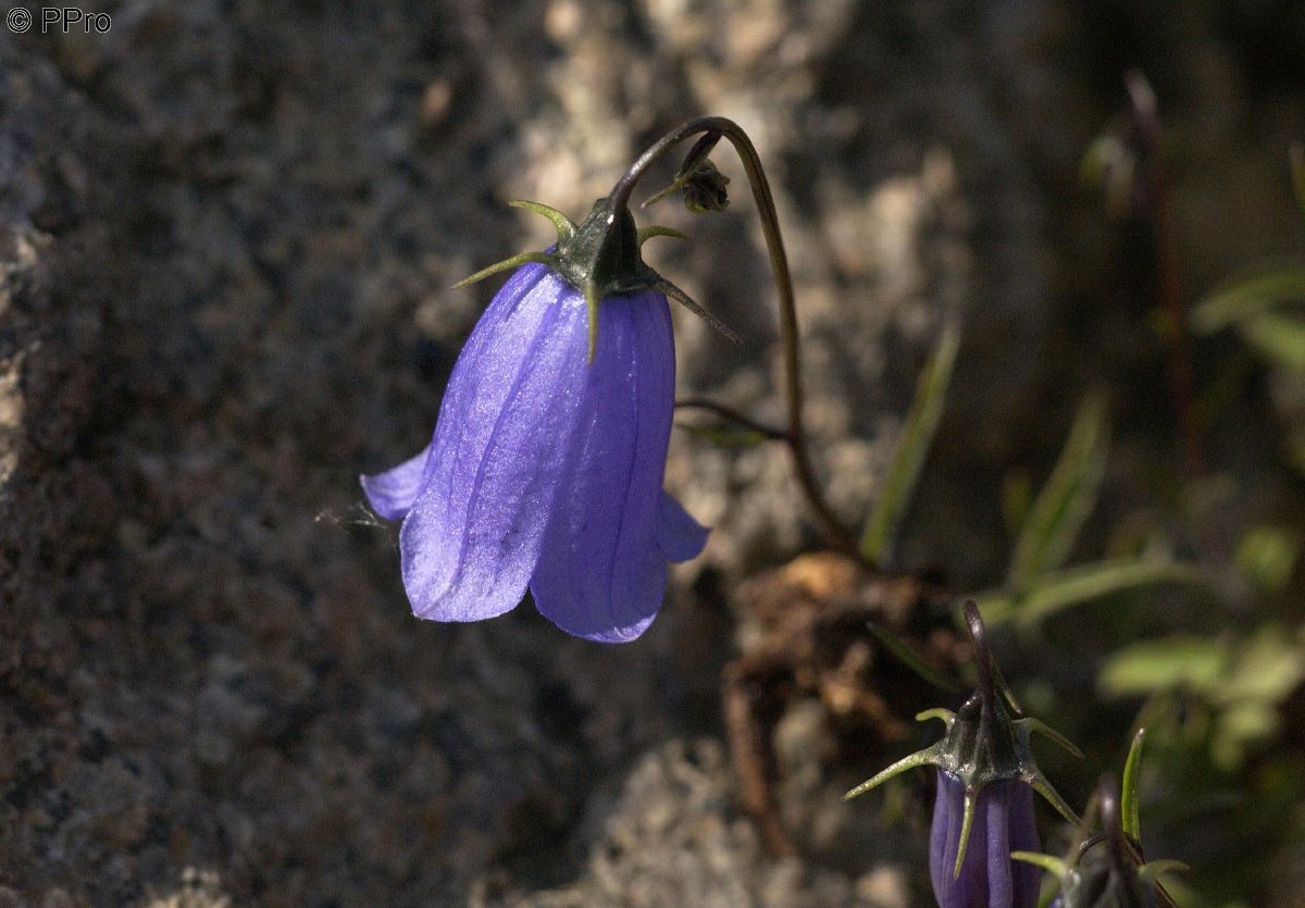 Niedliche Glockenblume