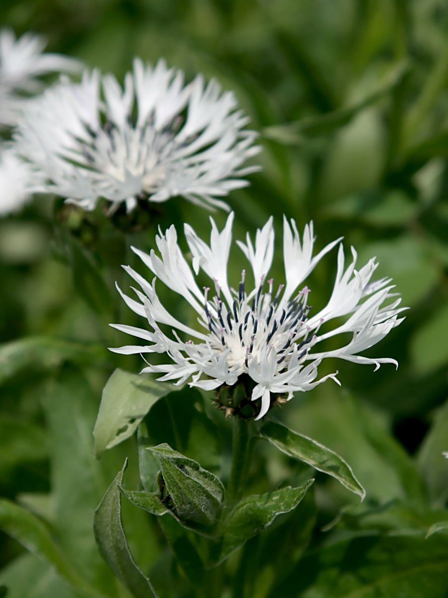 Weisse Bergflockenblume Alba
