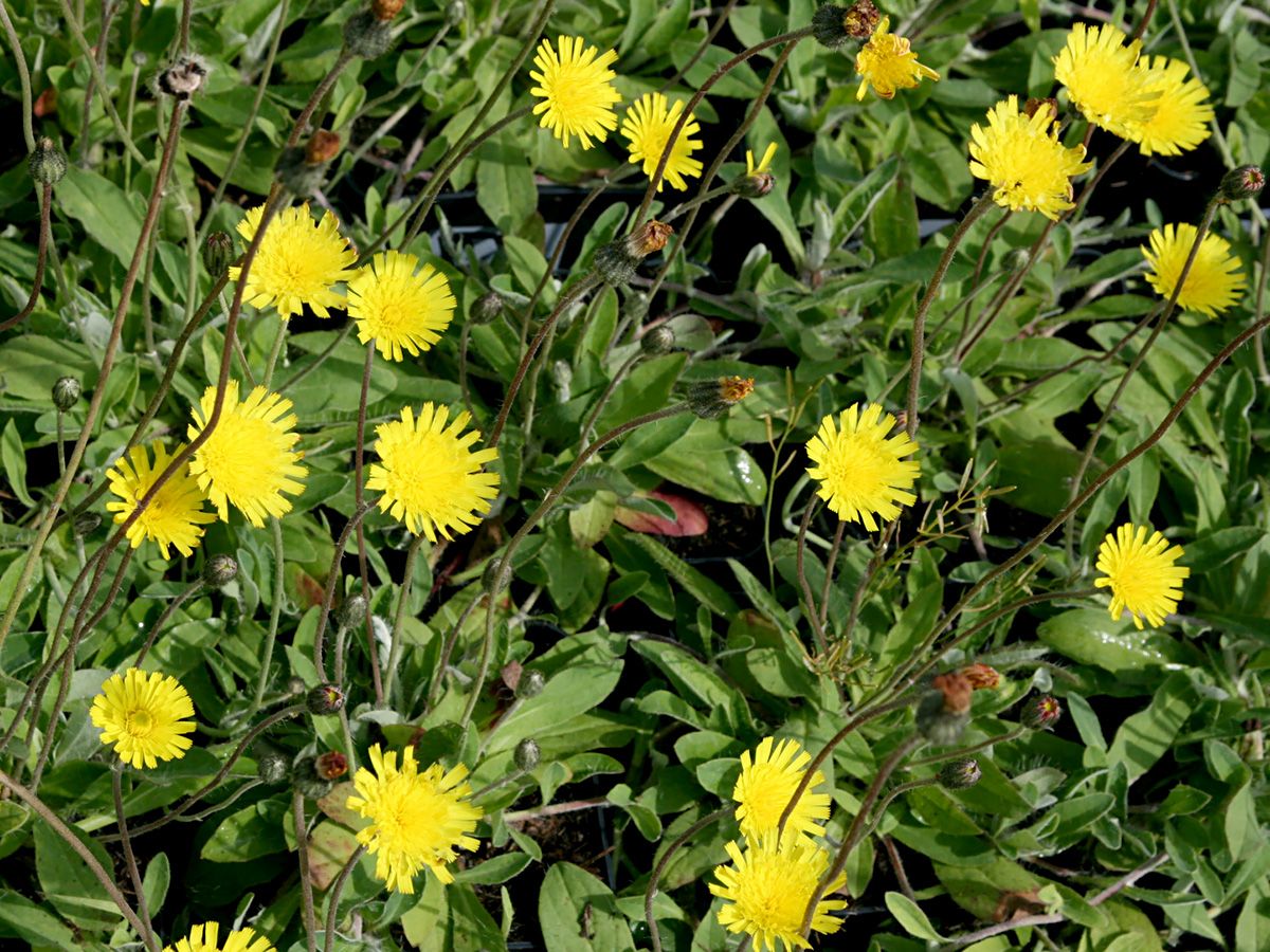 Mausöhrchen