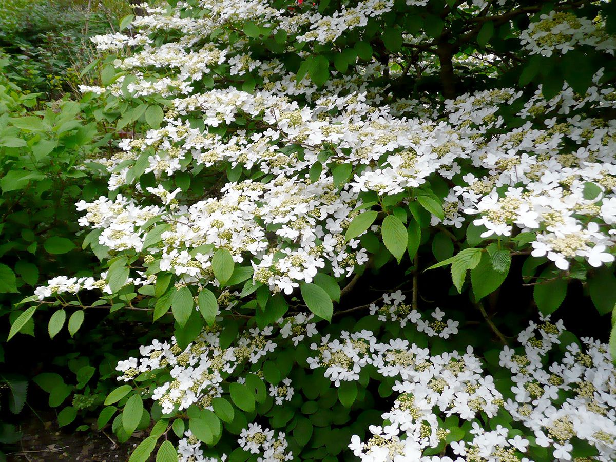 Japanischer Schneeball Cascade Japanischer Schneeball Cascade