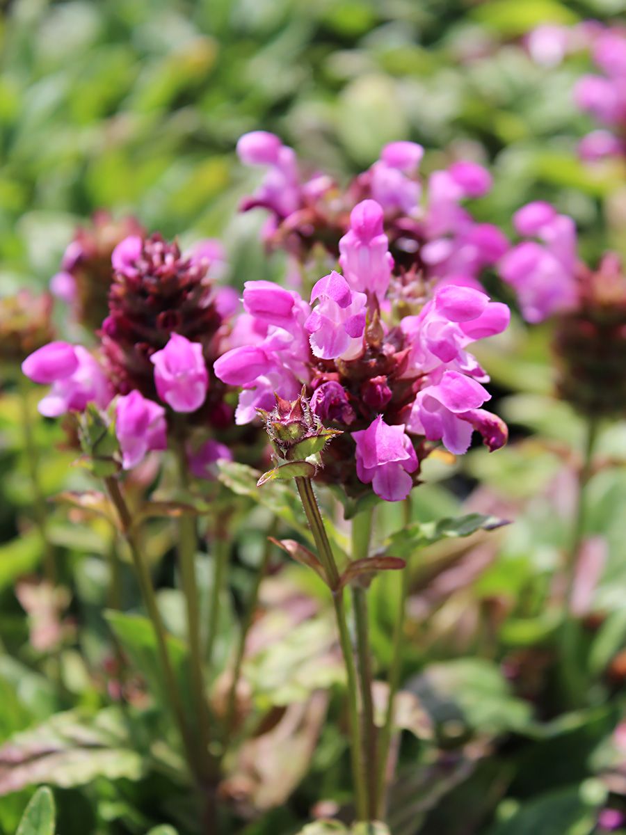 Brunelle Rubra Brunelle Rubra