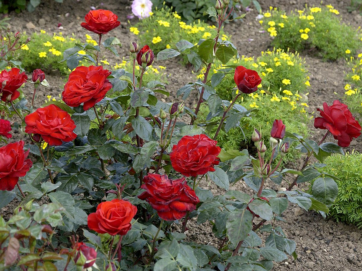 Chorus® Beetrose (Floribundarose) Chorus® Beetrose (Floribundarose)