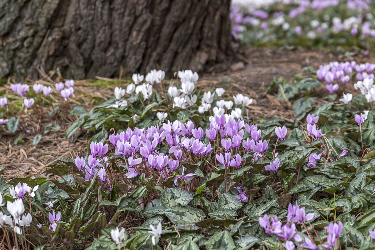 Alpenveilchen Alpenveilchen