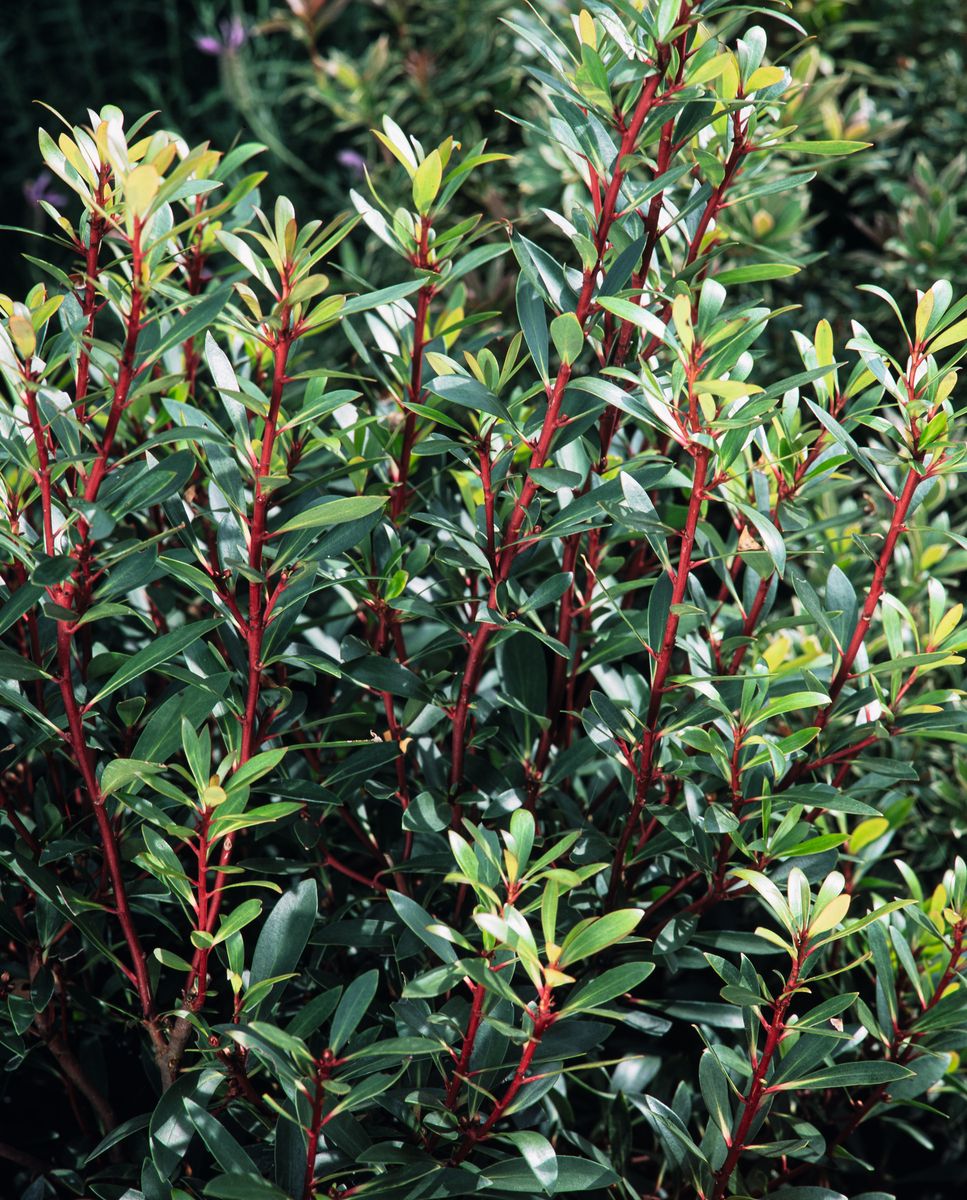 Tasmanischer Bergpfeffer Red Spice®