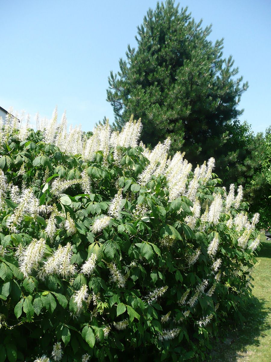 Strauchkastanie Strauchkastanie