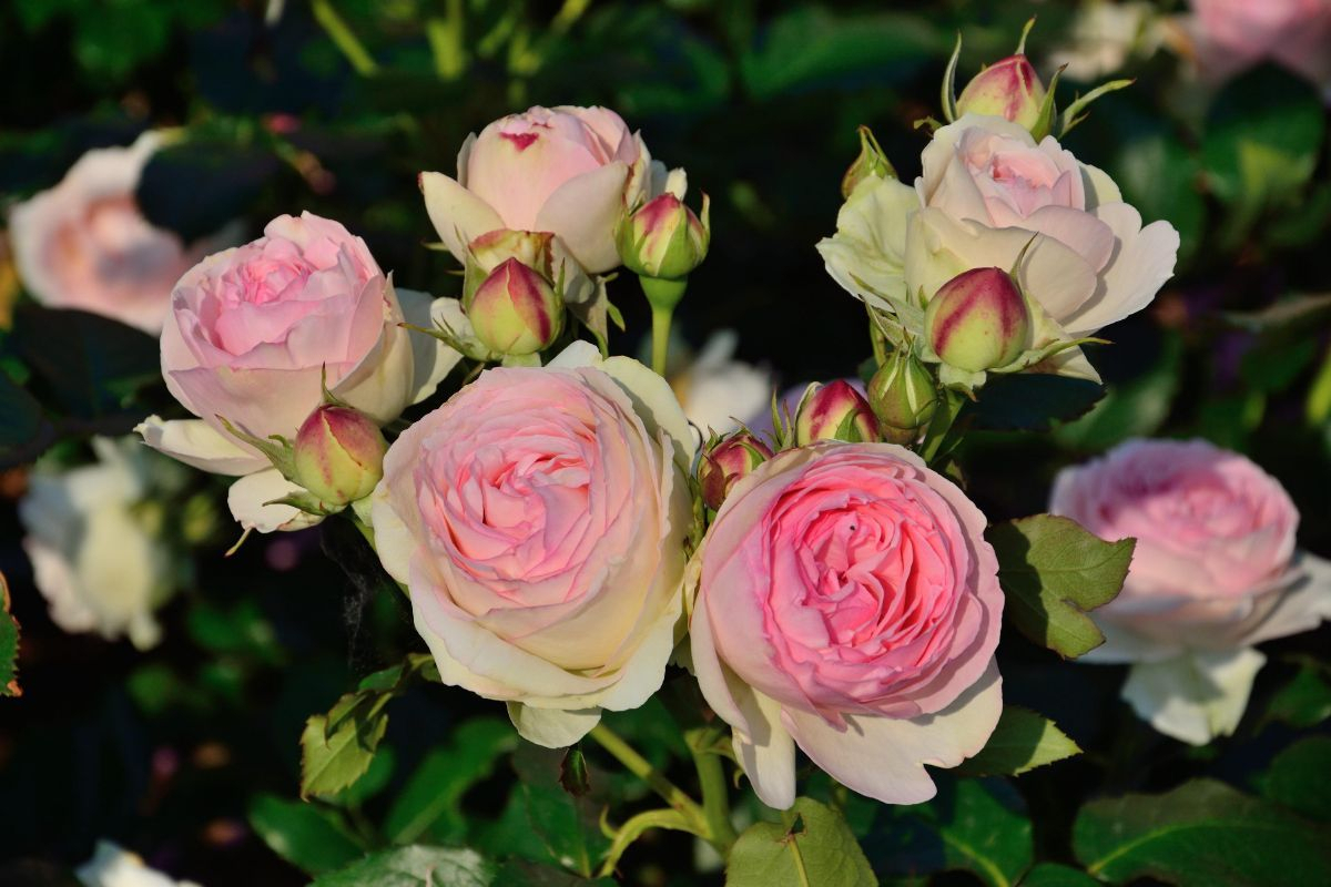 Eden Rose® Kletterrose/ Romantische Rose (anspruchslos, leichter Duft