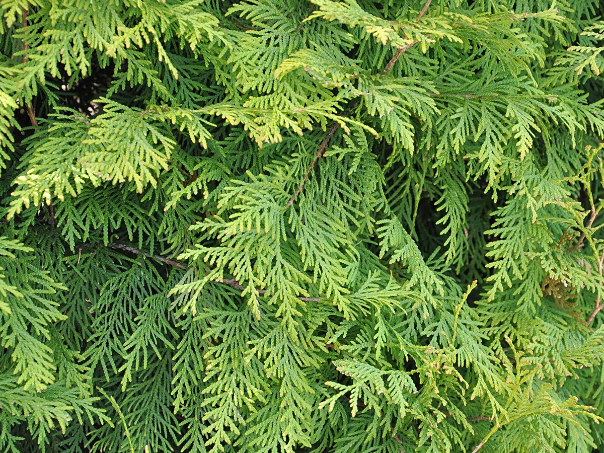 Goldkugeldlebensbaum Golden Globe Goldkugeldlebensbaum Golden Globe