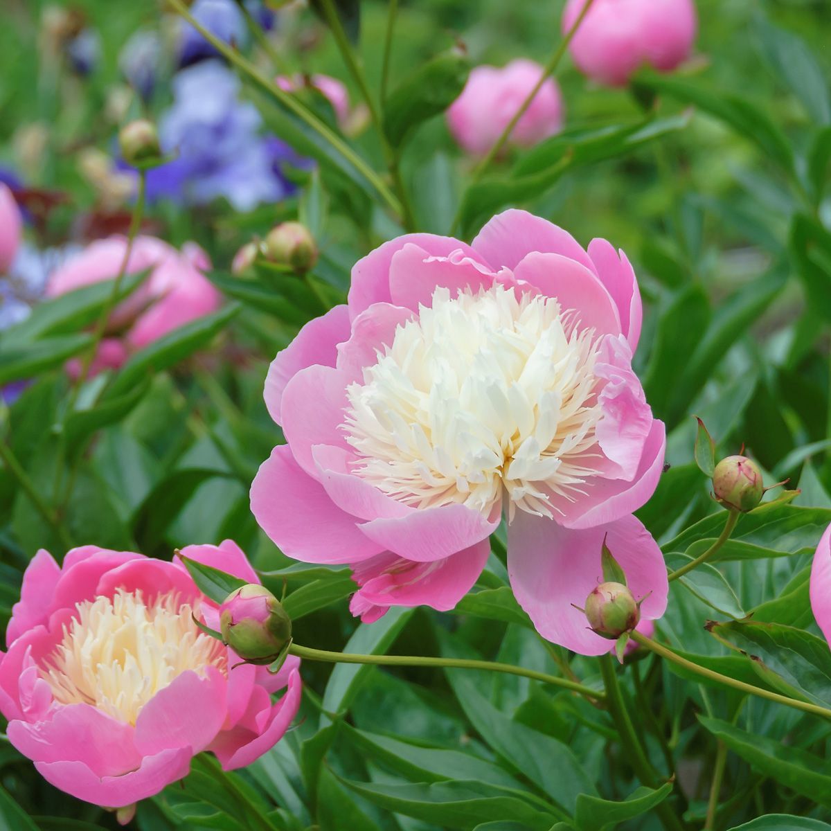 Pfingstrose Bowl of Beauty