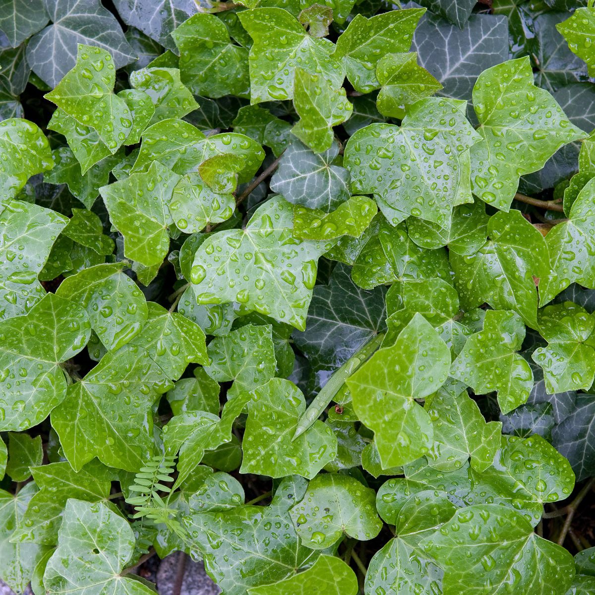 Schlinger immergrün (einfarbig)