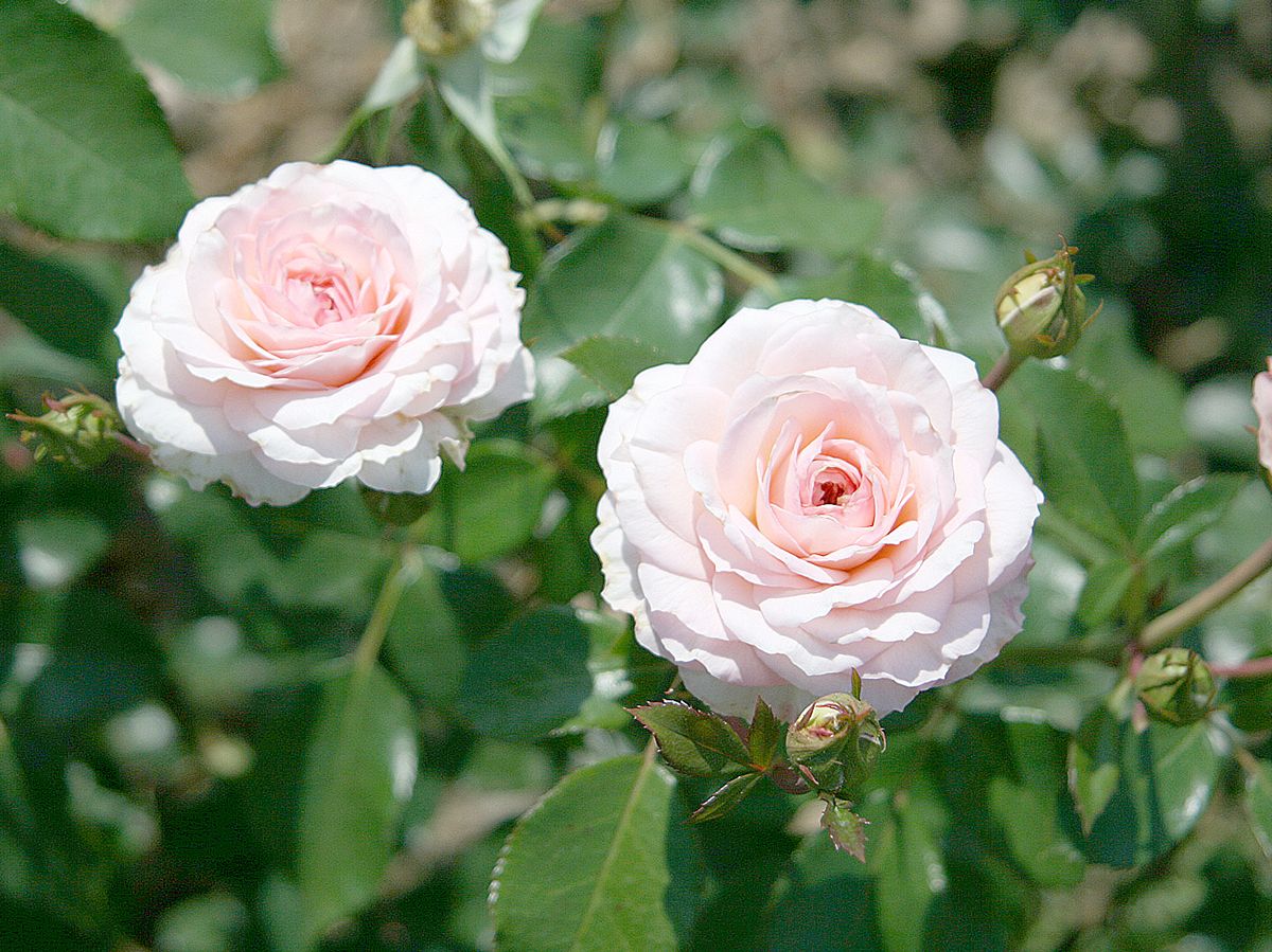 Bremer Stadtmusikanten® Strauchrose (öfter blühend, anspruchslos, leichter Duft)