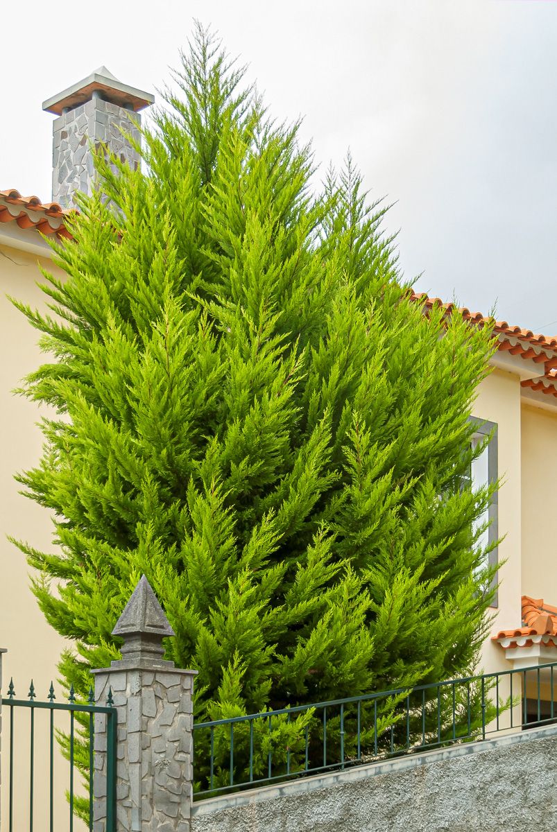 Kalifornische Zypresse Goldcrest
