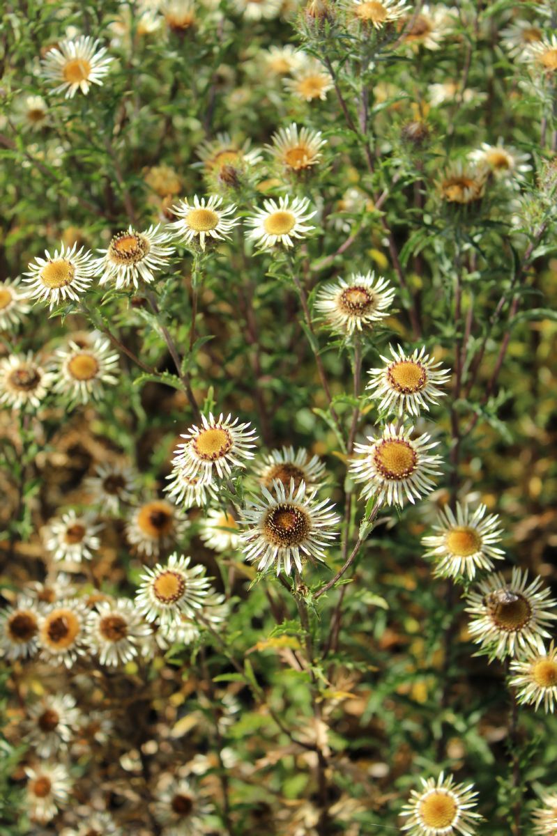 Golddistel
