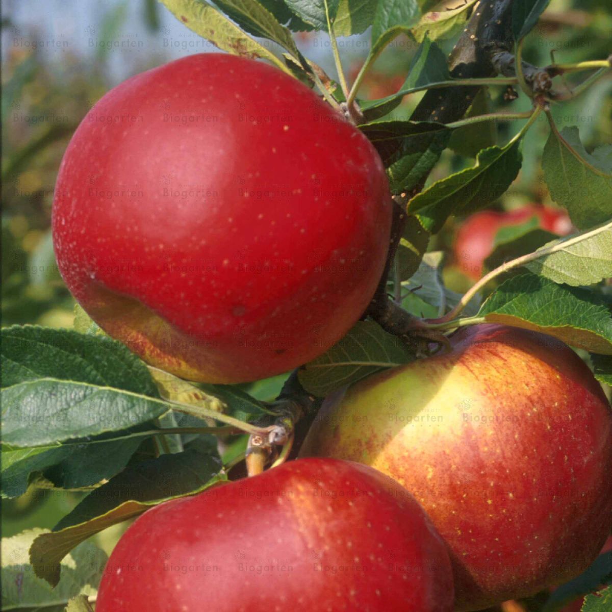 Santana Apfel