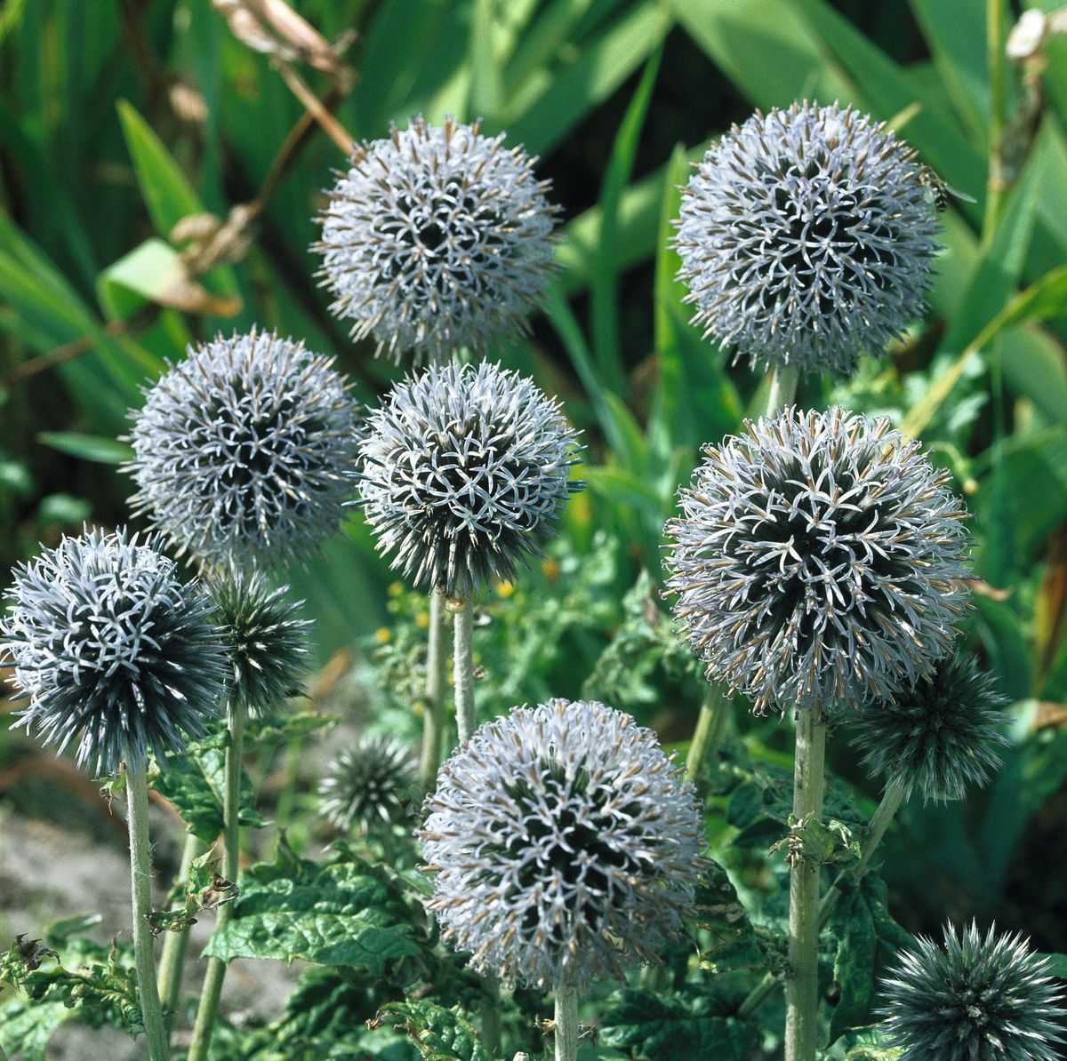 Weisse Kugeldistel Arctic Glow